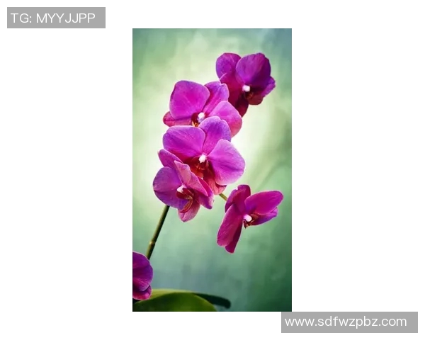 杨秀英畅谈篮球生涯与成长历程的深刻回顾与感悟